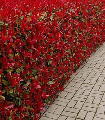 Фотінія "Red Robin"