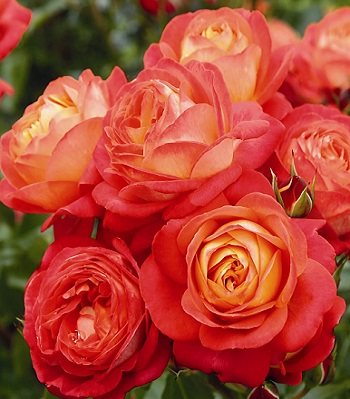 Троянда флорибунда "Midsummer"