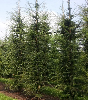 Модрина європейська 