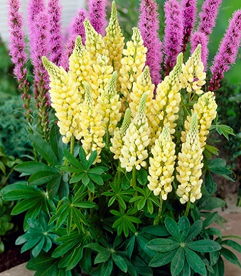 Люпин "Yellow Shades" 