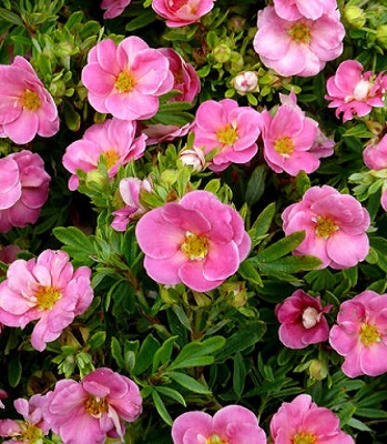 Лапчатка кущова "Pink Beauty" 