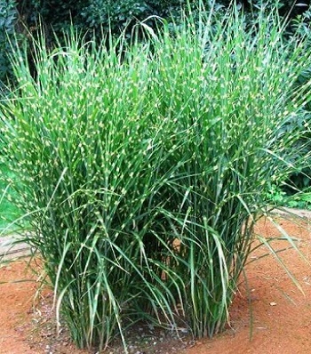 Miscanthus sinensis "Strictus Dwarf"