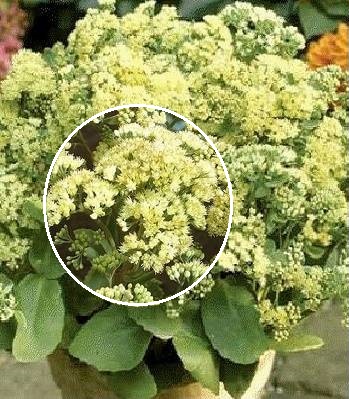 Очиток "Sunkissed" 