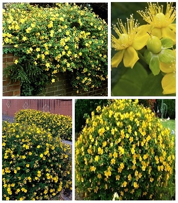 Звіробій "Hidcote" 