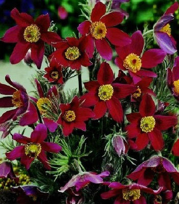 Сон-трава "Pinwheel Dark Red"