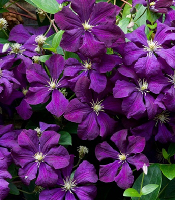 Клематис "Etoile Violette"