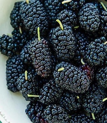 Шовковиця чорна 