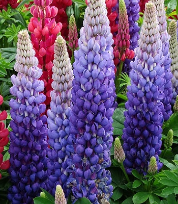 Люпин "Persian Slipper" 