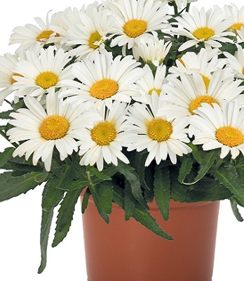 Ромашка "Sweet Daisy "Christine" 