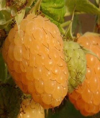 Малина "Golden Bliss" 