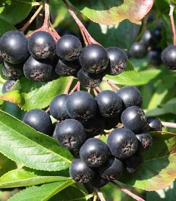 Аронія "Viking" 