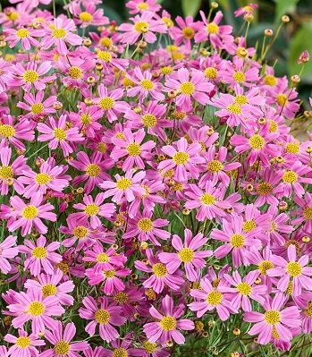 Кореопсіс "American Dream" 