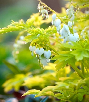 Дицентра "White Gold" 