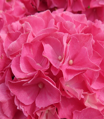 Гортензія великолистна "Rebellion ' Dark Pink Love" 