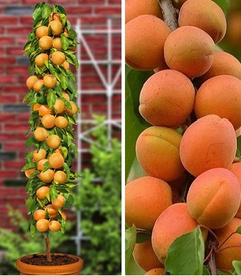 Абрикос колоновидний "Prince March"(Привита форма)