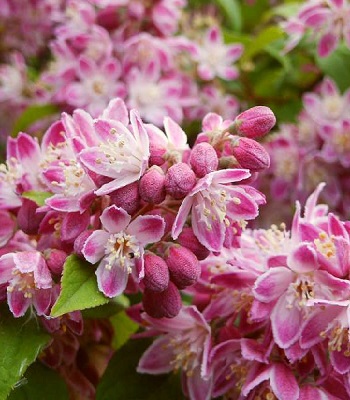 Дейція гібридна "Strawberry Fields"