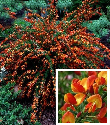 Ракитник "Lena" 