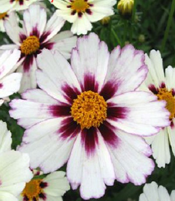 Кореопсіс "Star Cluster" 