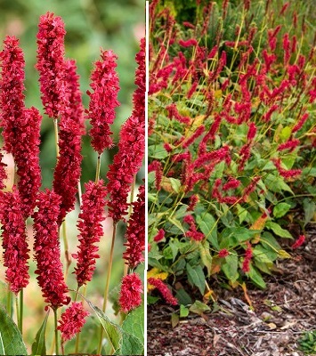 Персикарія "Fat Domino"