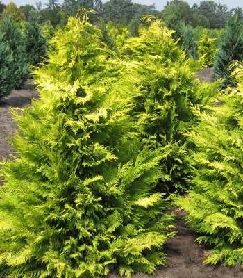 Кипарисовик Лавсона "Golden Wonder" 