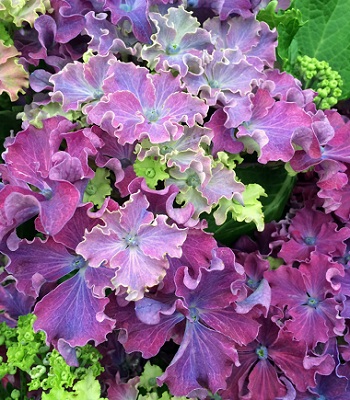 Гортензія великолистна "Curly Sparkle Blue Purple" 