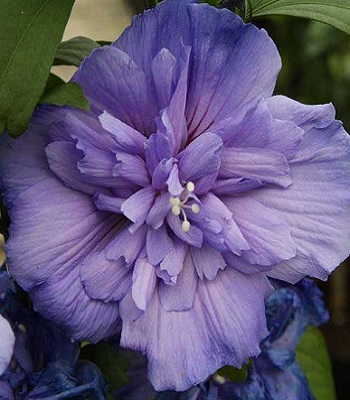 Гібіскус деревовидний "Blue Chiffon" 