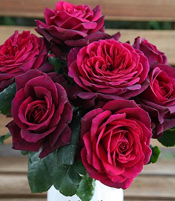 Троянда ч/г "Графиня Діана" 