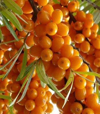 Обліпиха крушиновидна "Friesdorfer Orange"