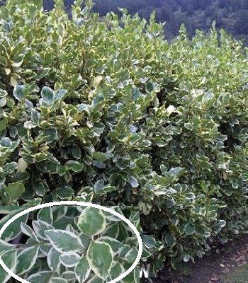Бірючина срібнолиста "Variegata"