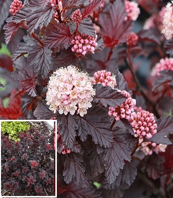 Пухироплідник "Fireside"