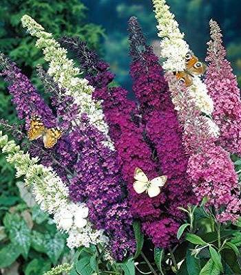 Будлея (Суміш сортів)