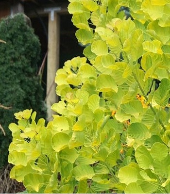 Скумпiя звичайна "Golden Spirit" 