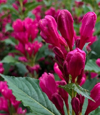 Вейгела квітуча "Big Love"