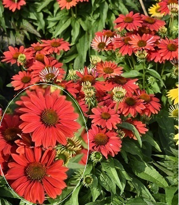 Ехінацея "Pearl Dark Orange" 