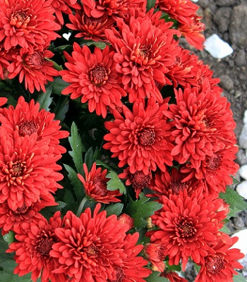 Хризантема "Duchess of Edinburgh"