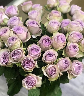 Троянда ч/г "Луллабі" 