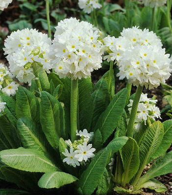 Примула "Alba" 