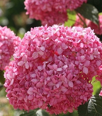 Гортензія деревовидна "Magical Dark Pink" 