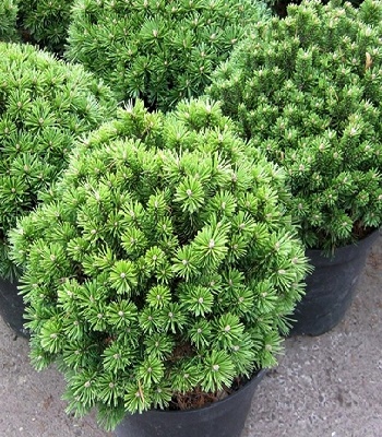 Сосна гірська "Benjamin" (Привита)