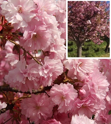 Сакура "Kanzan"