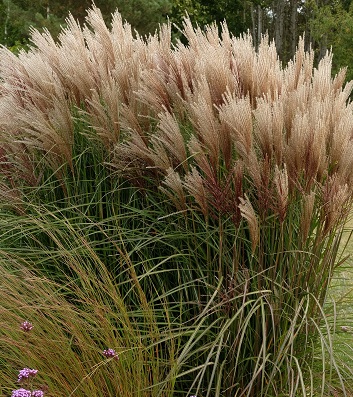 Miscanthus sinensis "Versammlung" 