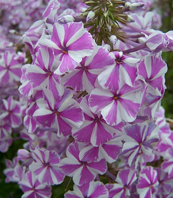 Флокс "Natascha"