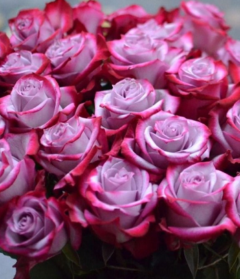 Троянда ч/г "Діп Перпл" 