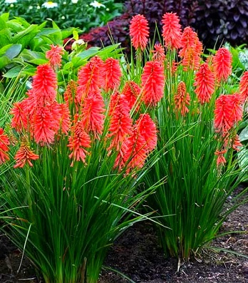 Кніфофія "Red Hot Popsicle" 