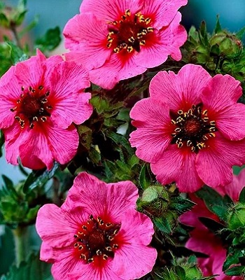 Лапчатка непальська "Miss Willmott" 