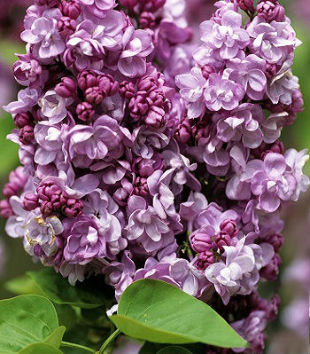 Бузок "Katherine Havemeyer"